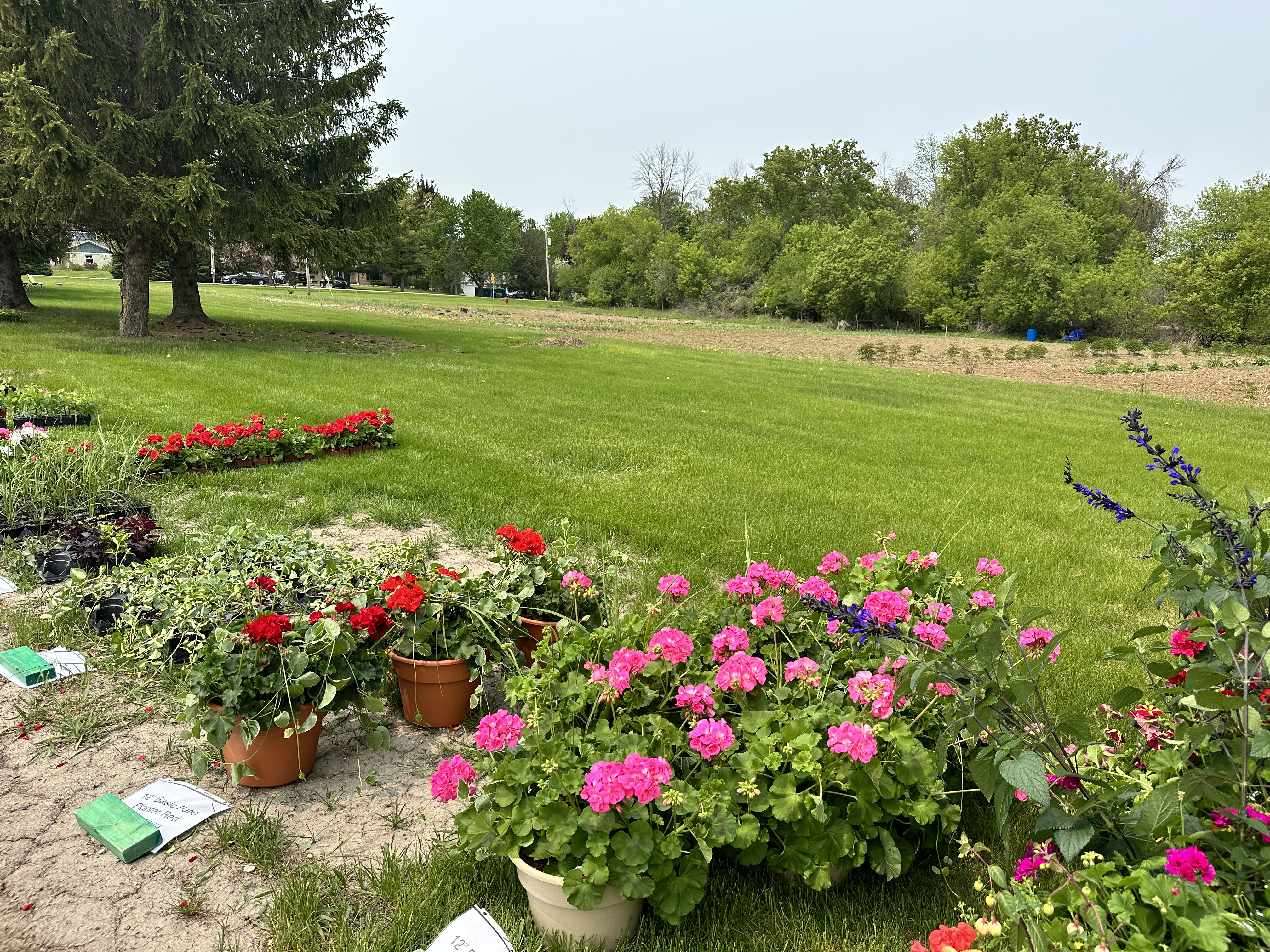Spring Flower Sale
